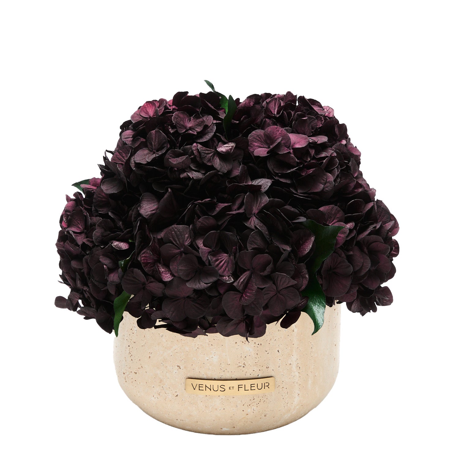 Terre_Hydrangea_Blackberry_034_nobg.jpg
