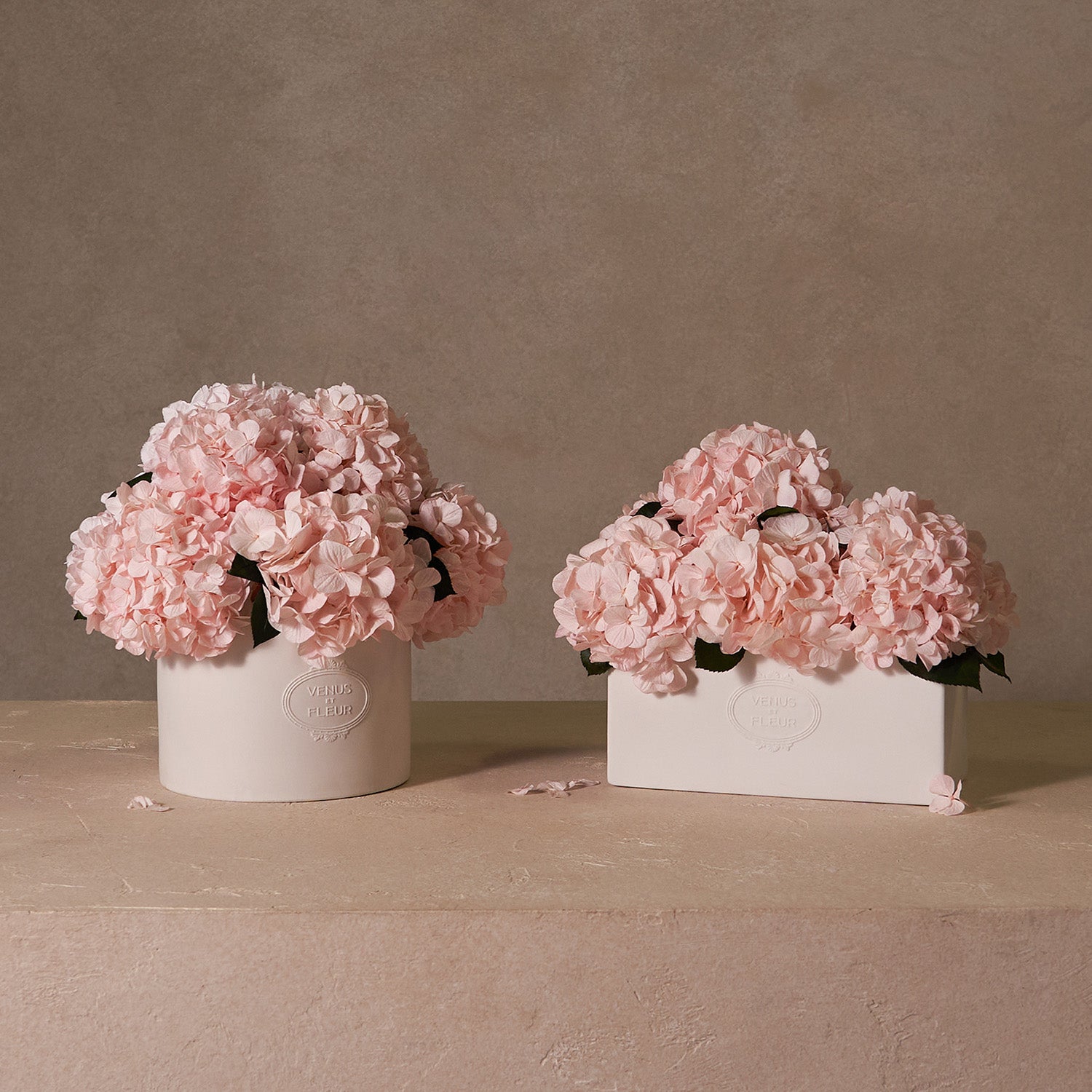 hydrangea0692.jpg